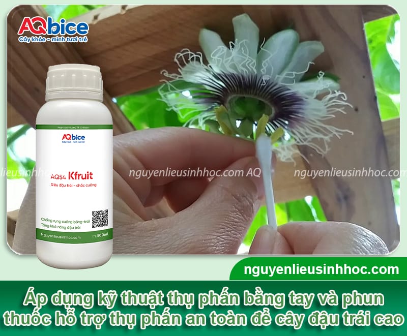Cách chăm sóc chanh dây khi ra hoa, đạt tỷ lệ đậu trái cao