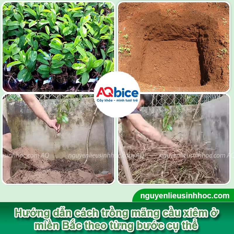 Cây mãng cầu xiêm trồng ở miền Bắc có được không?
