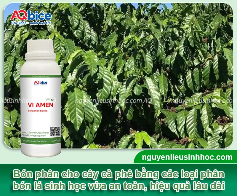 Phân bón lá cho cà phê giúp cây xanh tươi, hạt chắc đều 3 Phân bón lá cho cà phê giúp cây xanh tươi, hạt chắc đều