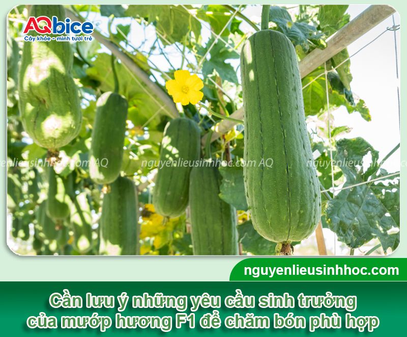 Kỹ thuật trồng mướp hương F1 và chăm sóc sai trĩu quả