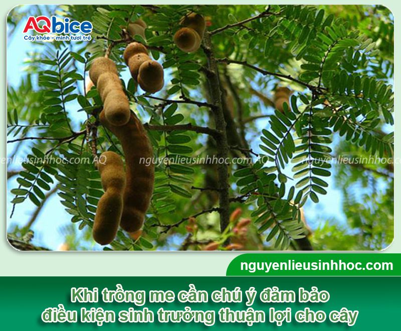Trồng cây me trước nhà có tốt không? Một số lưu ý