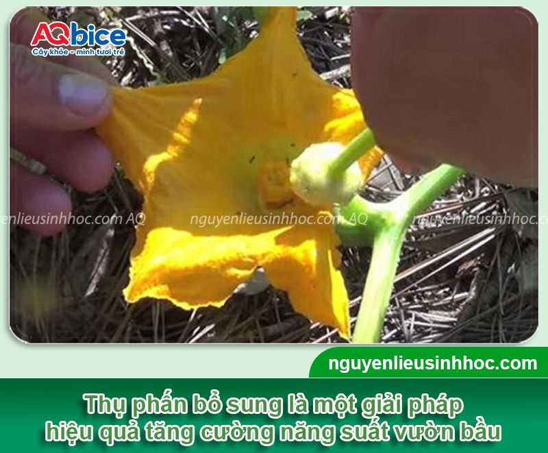 Cách thụ phấn cho bầu đơn giản giúp tăng tỷ lệ đậu trái