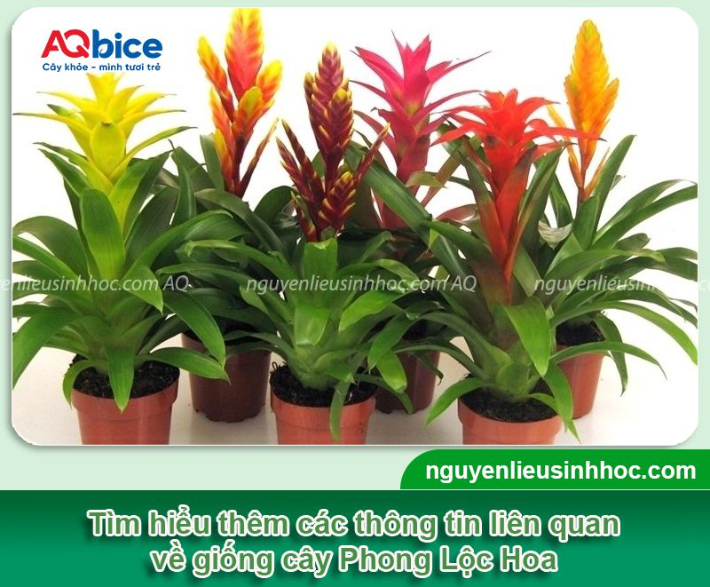Cách chăm sóc cây Phong Lộc Hoa và Ý nghĩa phong thủy 4 Cách chăm sóc cây Phong Lộc Hoa và Ý nghĩa phong thủy