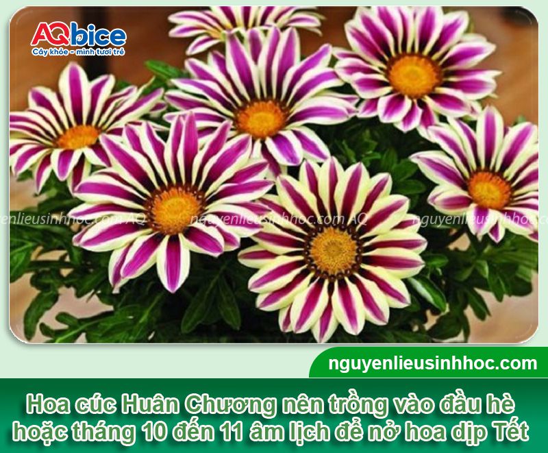 Cách trồng hoa cúc Huân Chương và chăm hoa nở dịp Tết