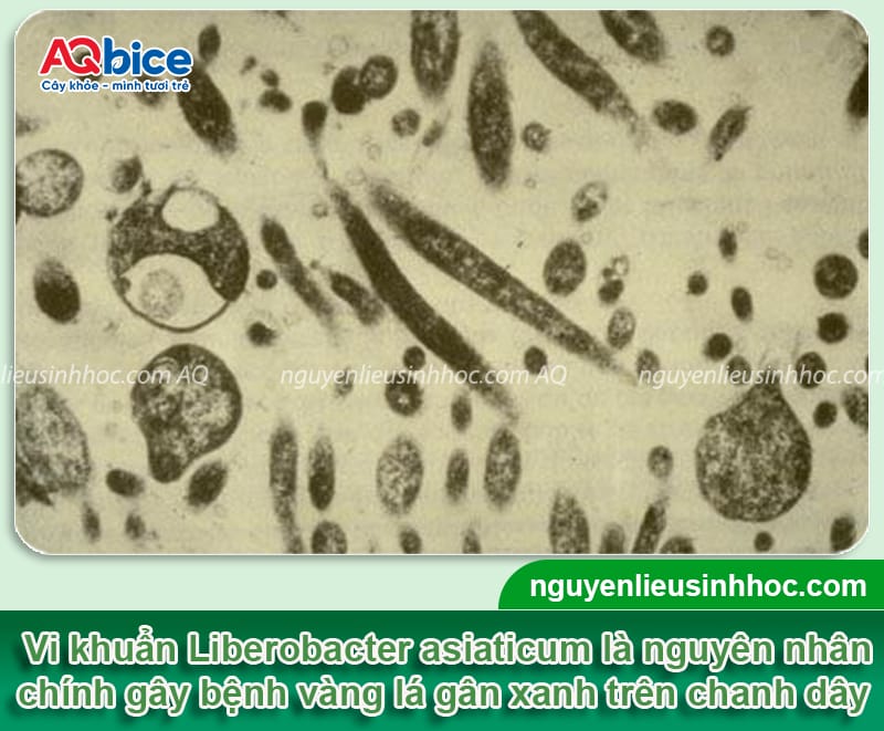 Phòng trừ bệnh vàng lá gân xanh trên cây chanh dây hiệu quả