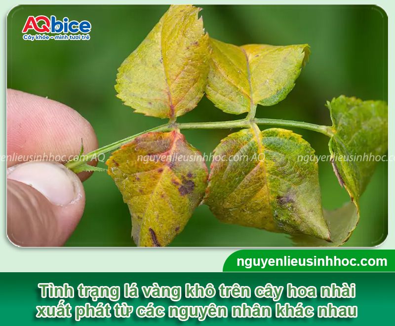 Cây hoa nhài bị vàng lá: Nguyên nhân, khắc phục hiệu quả 2 Cây hoa nhài bị vàng lá: Nguyên nhân, khắc phục hiệu quả