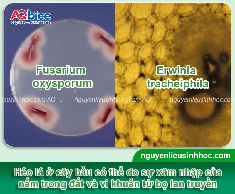 Nguyên nhân cây bầu bị héo lá và Cách xử lý dứt điểm 2 Nguyên nhân cây bầu bị héo lá và cách xử lý hiệu quả