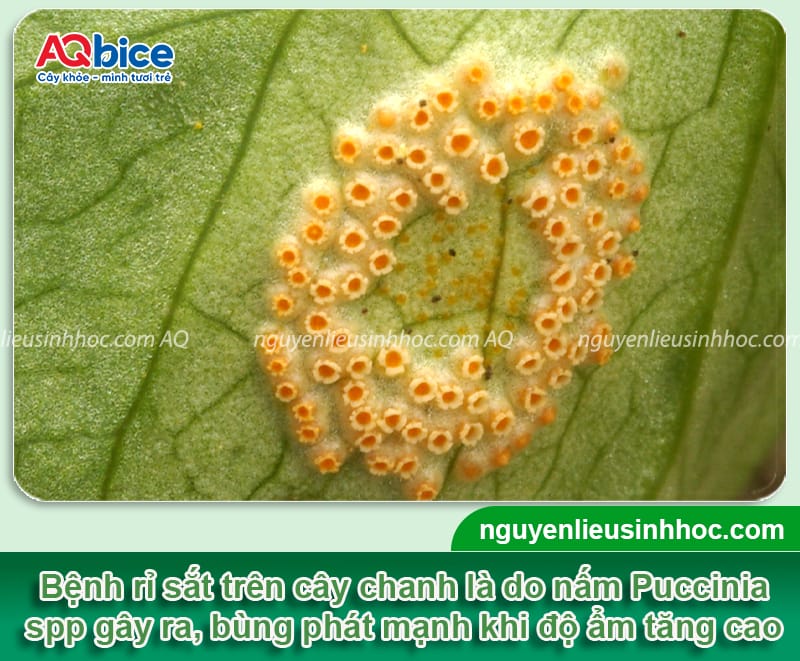 Bệnh rỉ sắt trên cây chanh: Nguyên nhân và biện pháp xử lý