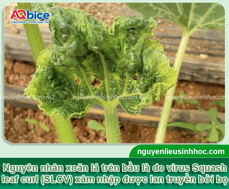 Cây bầu bị xoăn lá nguyên nhân do đâu và cách phòng bệnh