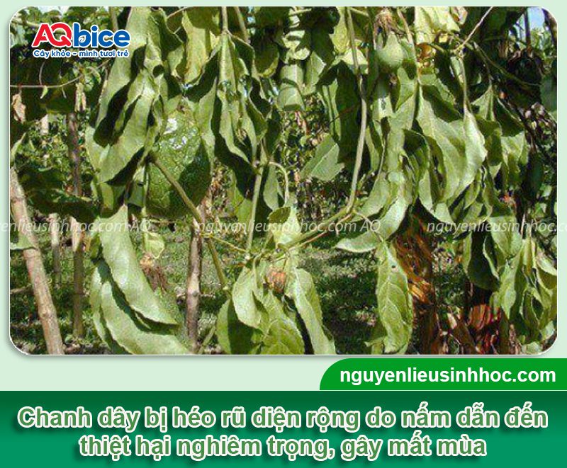 Cây chanh dây bị héo lá: Nguyên nhân, phòng trị hiệu quả