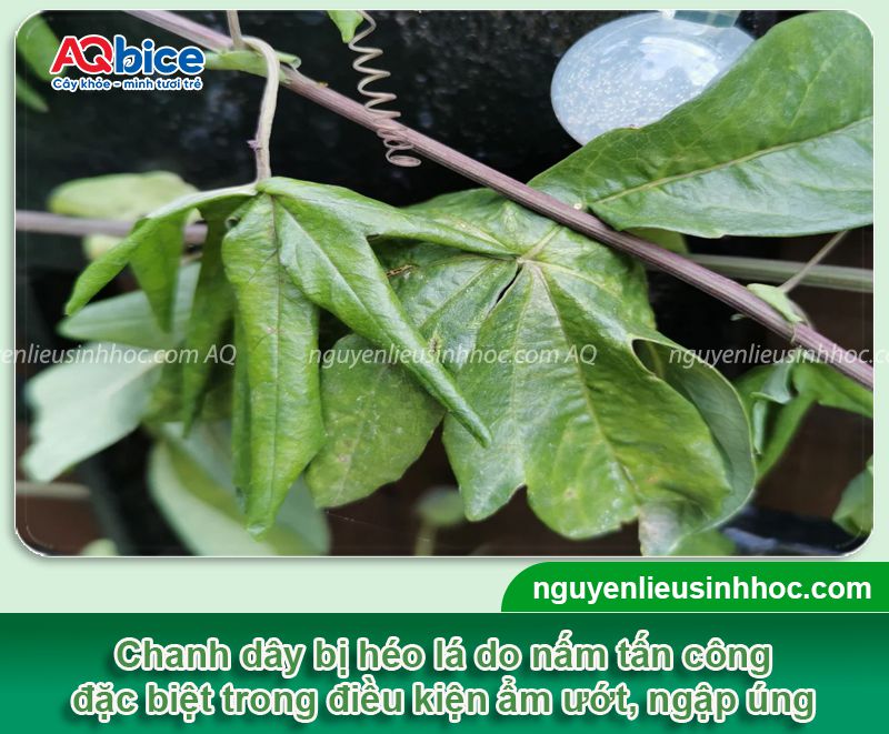 Cây chanh dây bị héo lá: Nguyên nhân, phòng trị hiệu quả