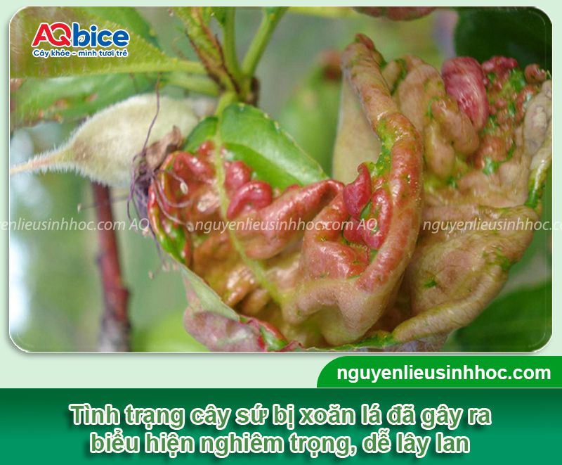 Cây sứ bị xoăn lá: Nguyên nhân, dấu hiệu, cách xử lý