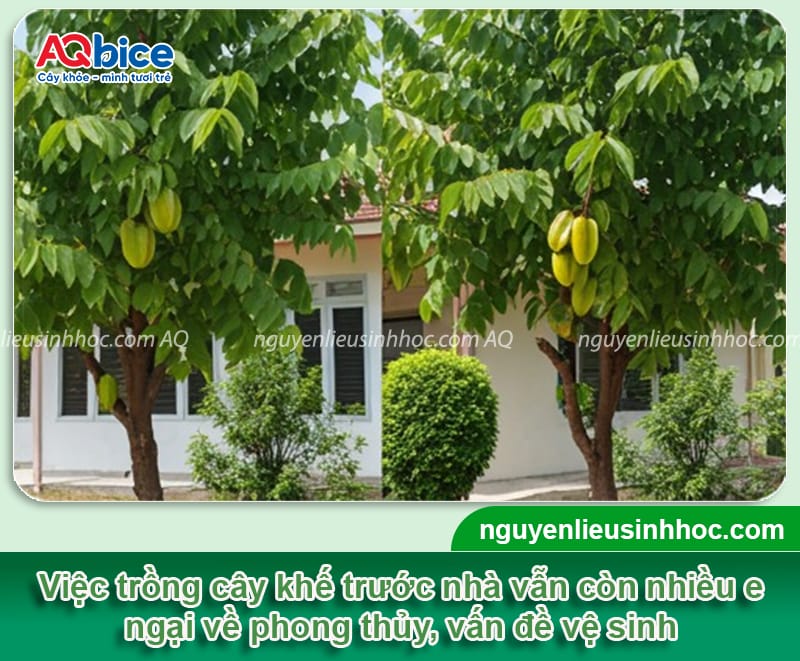 Trồng cây khế trước nhà có tốt không? Cần lưu ý điều gì? 2 Trồng cây khế trước nhà có tốt không? Cần lưu ý điều gì?