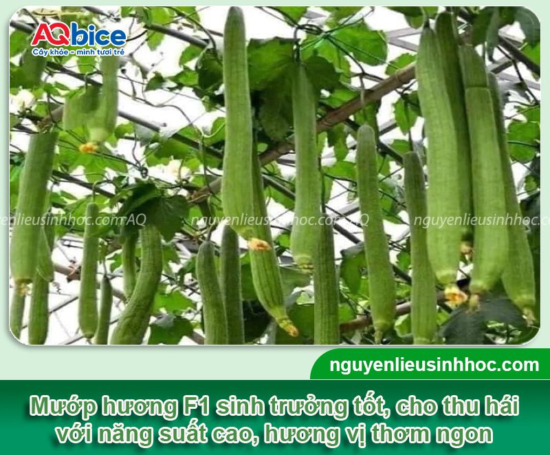 Kỹ thuật trồng mướp hương F1 và chăm sóc sai trĩu quả