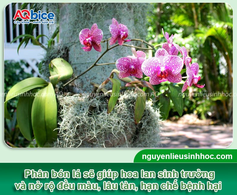 Phân bón lá cho lan: Giúp cây khỏe, dày lá, hoa nở rực rỡ 3 Phân bón lá cho lan bổ sung dinh dưỡng hiệu quả, an toàn