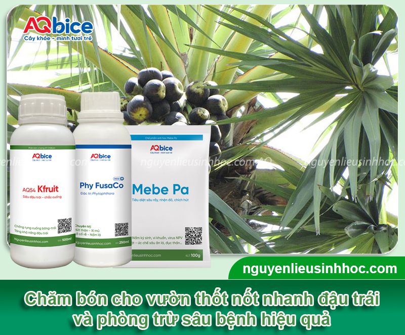Cây thốt nốt bao nhiêu năm có trái? Kỹ thuật chăm sóc 4 Cây thốt nốt bao nhiêu năm có trái? Năng suất canh tác