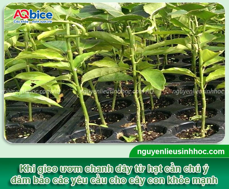 Cách ươm hạt chanh dây cực dễ, nhanh nảy mầm 4 Cách ươm hạt chanh dây và gieo trồng cho năng suất cao