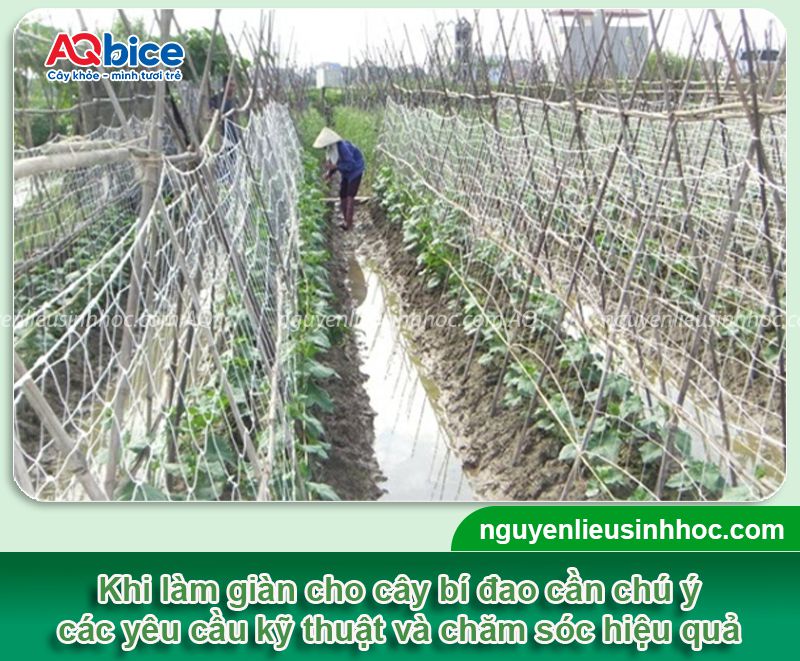 Kỹ thuật trồng bí đao leo giàn và chăm bón năng suất cao
