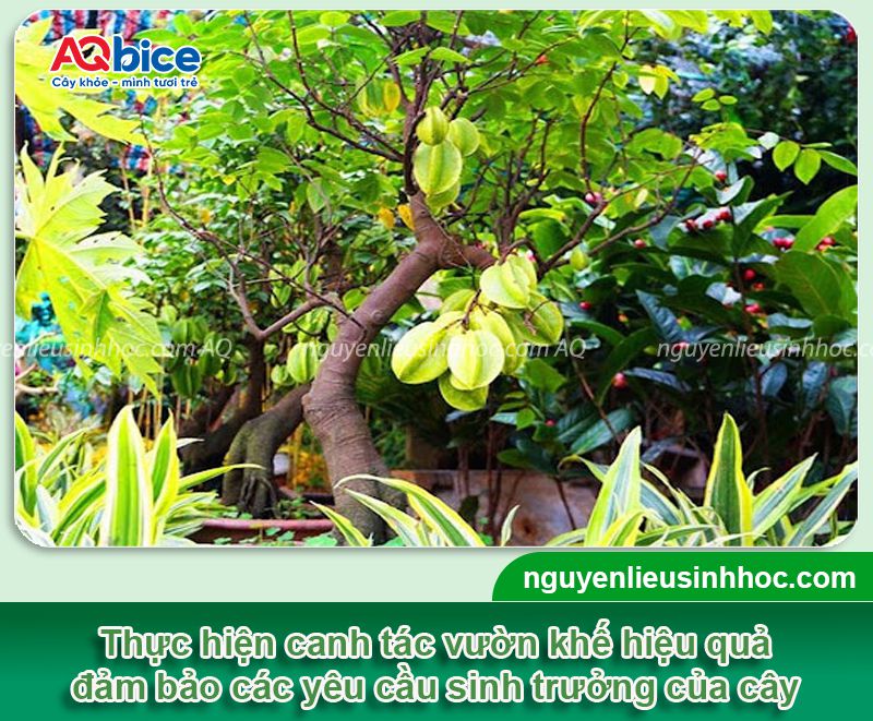 Cây khế ra quả vào tháng mấy? Kích khế đậu trái sai trĩu