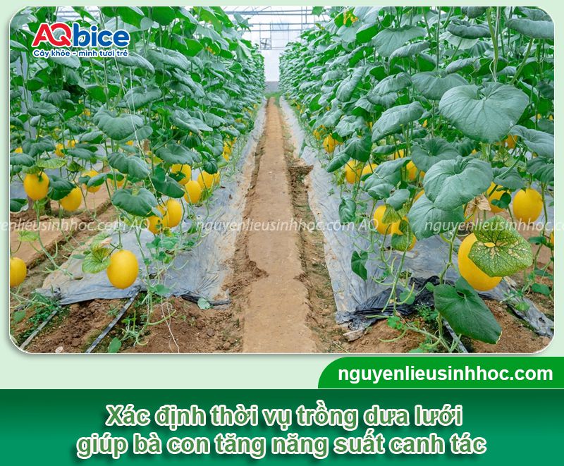Dưa lưới trồng tháng mấy? Thời vụ trồng để năng suất cao 3 Dưa lưới trồng tháng mấy? Thời vụ trồng cho năng suất cao