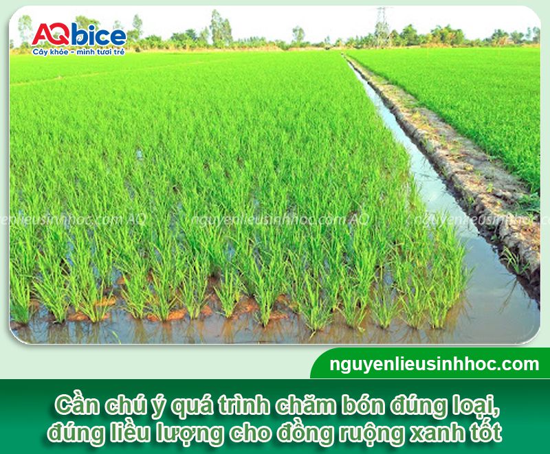 Phân bón lá cho lúa Vi HAF chuyên lúa bung rễ nở bụi nhanh