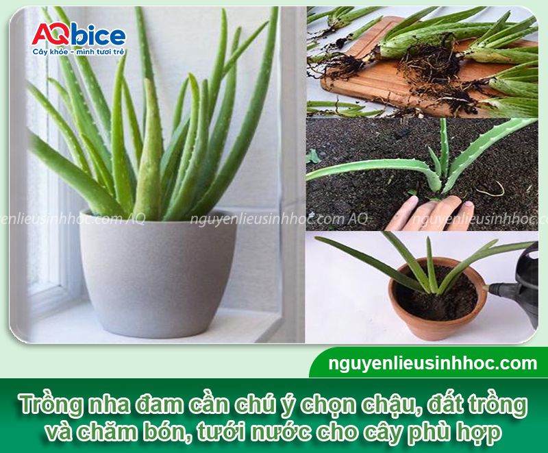 Trồng cây nha đam trong nhà có tốt không? Vị trí phù hợp 3 Trồng cây nha đam trong nhà có tốt không? Vị trí phù hợp