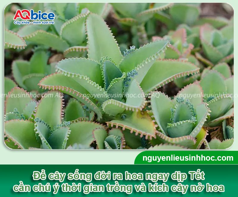 Tại sao cây sống đời không ra hoa? Cách kích cây ra hoa rực rỡ