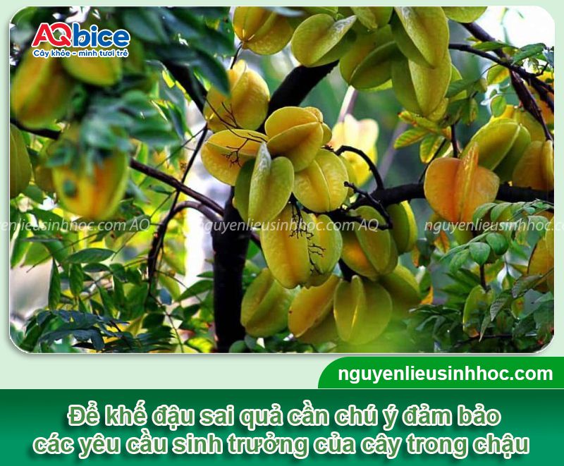 Cách chăm cây khế trong chậu nhanh ra quả, ít sâu bệnh