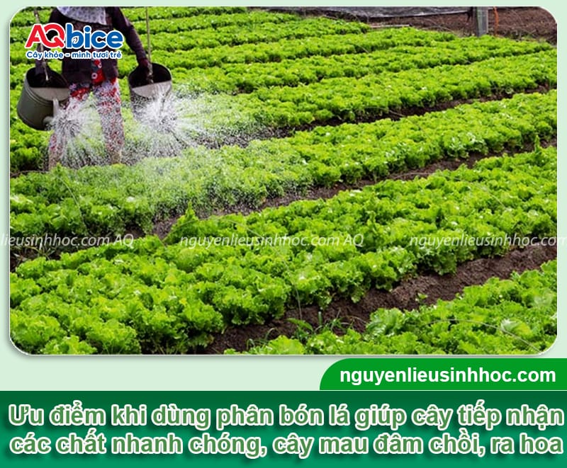 Phân bón lá là gì? Công dụng, cách dùng và lưu ý cần biết