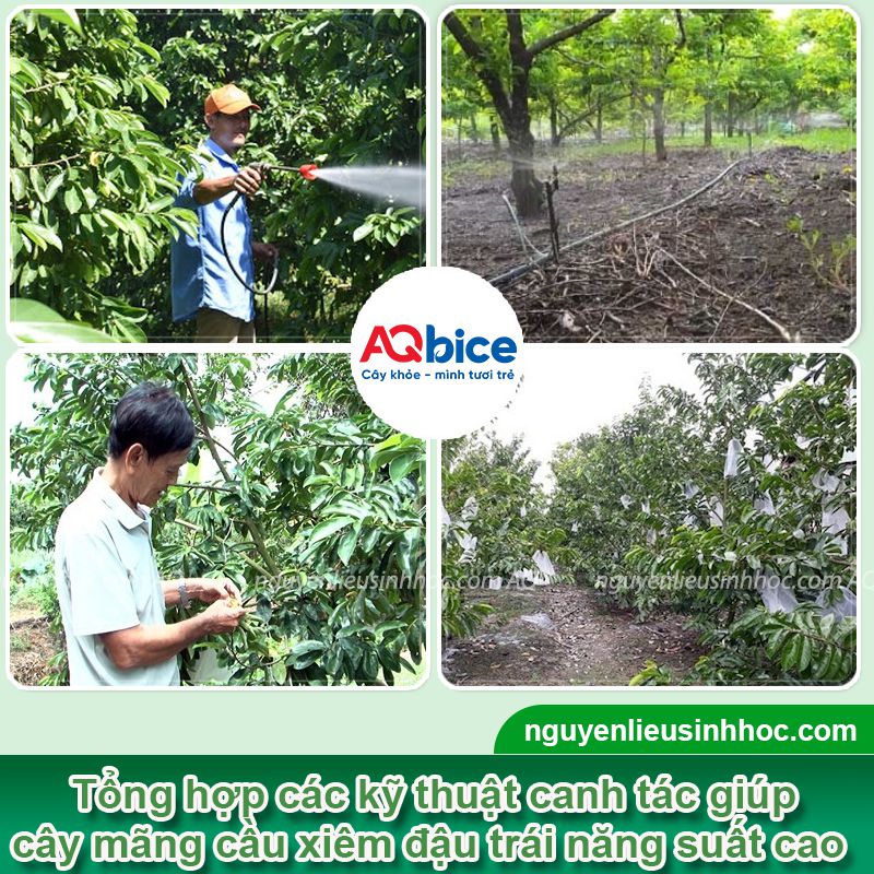 Cách làm cho mãng cầu xiêm đậu trái năng suất cao