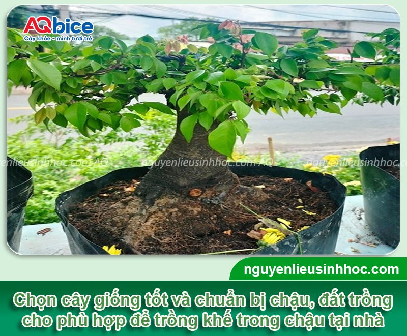 Cách chăm cây khế trong chậu nhanh ra quả, ít sâu bệnh