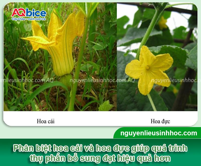 Cách thụ phấn cho bầu đơn giản giúp tăng tỷ lệ đậu trái