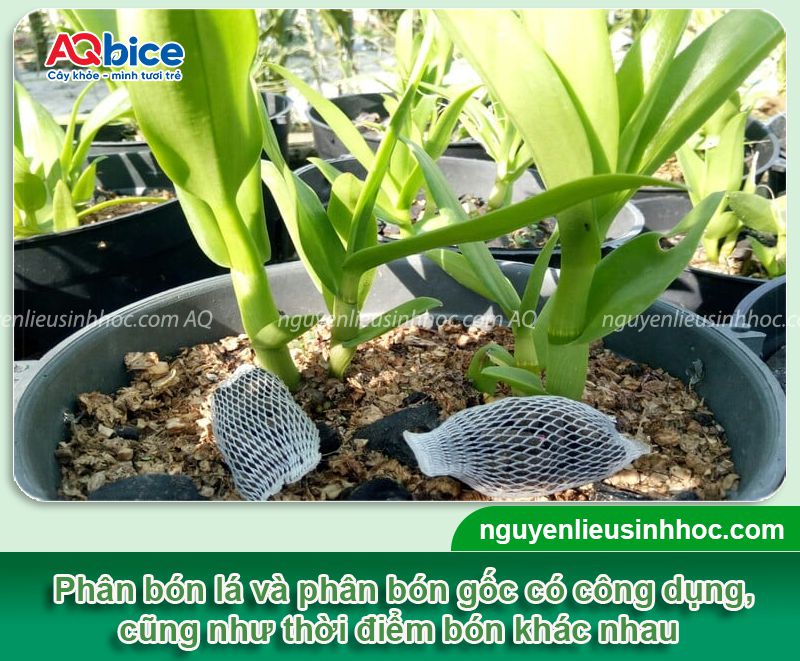 Phân bón lá cho lan: Giúp cây khỏe, dày lá, hoa nở rực rỡ 2 Phân bón lá cho lan bổ sung dinh dưỡng hiệu quả, an toàn