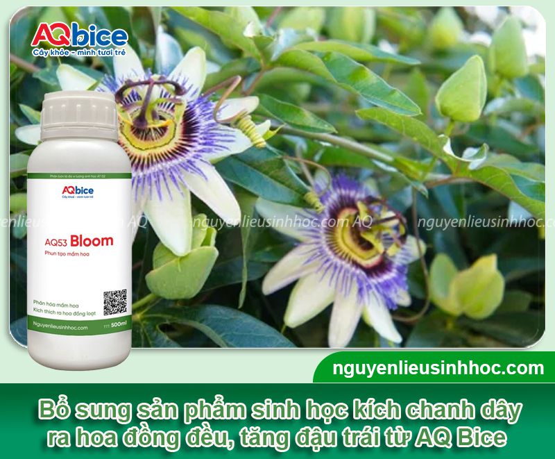 Cách làm cây chanh dây ra hoa và tăng tỷ lệ đậu trái