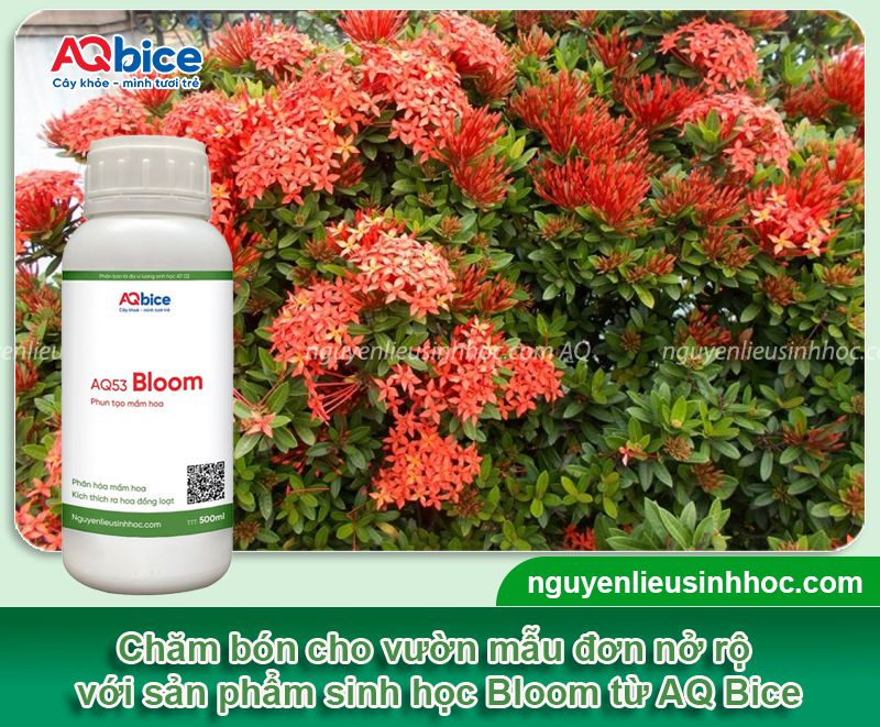 Cách làm cho cây mẫu đơn ra hoa đều màu, rực rỡ