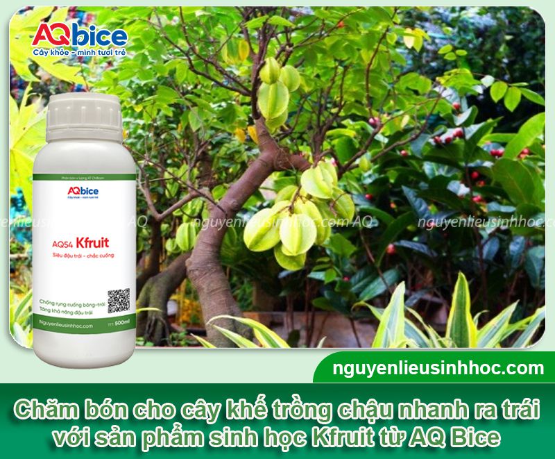 Cách chăm cây khế trong chậu nhanh ra quả, ít sâu bệnh