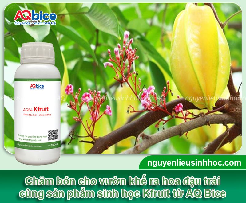 Cây khế ra quả vào tháng mấy? Kích khế đậu trái sai trĩu