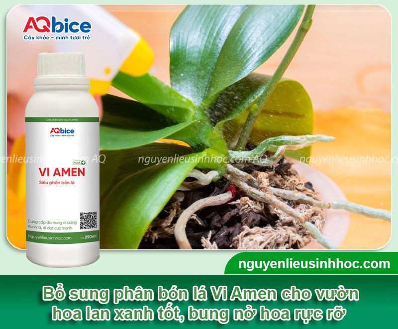 Phân bón lá cho lan bổ sung dinh dưỡng hiệu quả, an toàn
