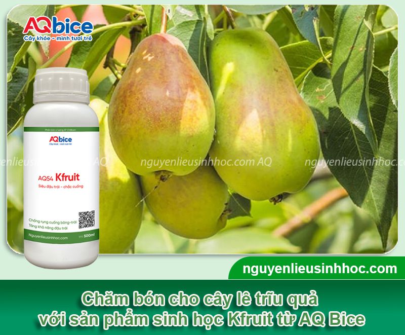 Cây lê trồng bao lâu có trái? Chăm sóc trái đậu năng suất cao