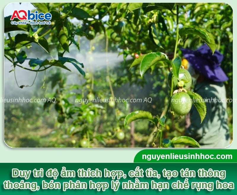 Cách chăm sóc chanh dây khi ra hoa, đạt tỷ lệ đậu trái cao