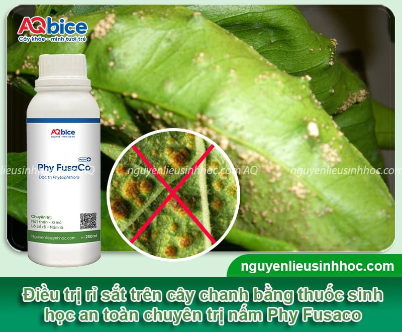 Bệnh rỉ sắt trên cây chanh: Nguyên nhân và biện pháp xử lý