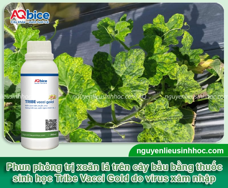 Cây bầu bị xoăn lá nguyên nhân do đâu và cách phòng bệnh
