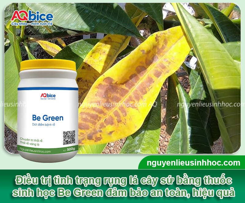 Vì sao cây sứ bị rụng lá? Cách xử lý đơn giản mà hiệu quả