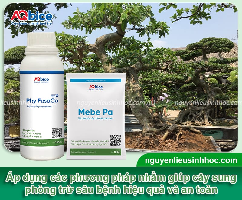 Cách trồng cây sung trong chậu cho quả sai và dáng đẹp