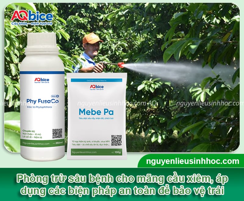 Cây mãng cầu xiêm trồng ở miền Bắc có được không?