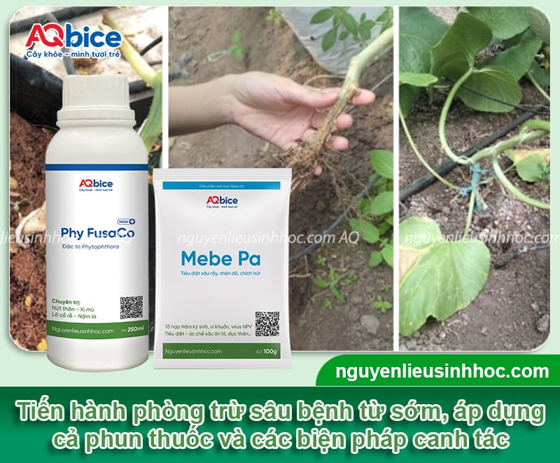 Hướng dẫn cách trồng dưa lưới vàng trong chậu đúng kỹ thuật