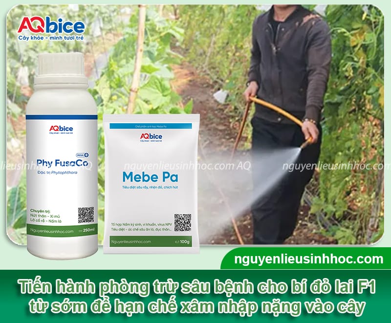 Hướng dẫn kỹ thuật trồng bí đỏ F1 trái to đều, không sâu bệnh
