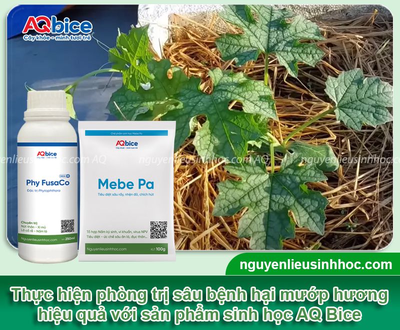 Cách trồng mướp hương trong thùng xốp sai quả, ít sâu bệnh 4 Cách trồng mướp hương trong thùng xốp sai quả, ít sâu bệnh