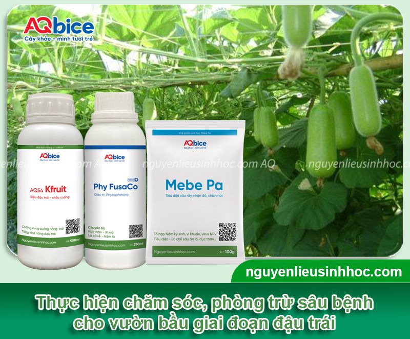 Cách thụ phấn cho bầu đơn giản giúp tăng tỷ lệ đậu trái