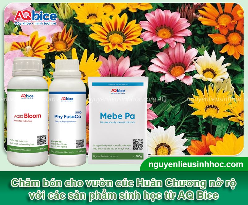 Cách trồng hoa cúc Huân Chương và chăm hoa nở dịp Tết 4 Cách trồng hoa cúc Huân Chương và chăm hoa nở dịp Tết